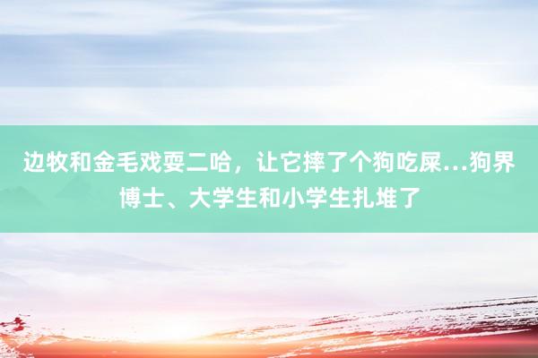 边牧和金毛戏耍二哈，让它摔了个狗吃屎…狗界博士、大学生和小学生扎堆了